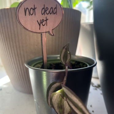 not dead yet