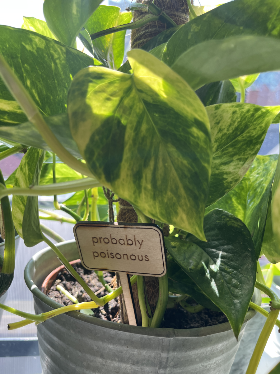 probably poisonous