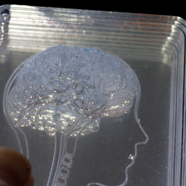 brain in acrylic slices