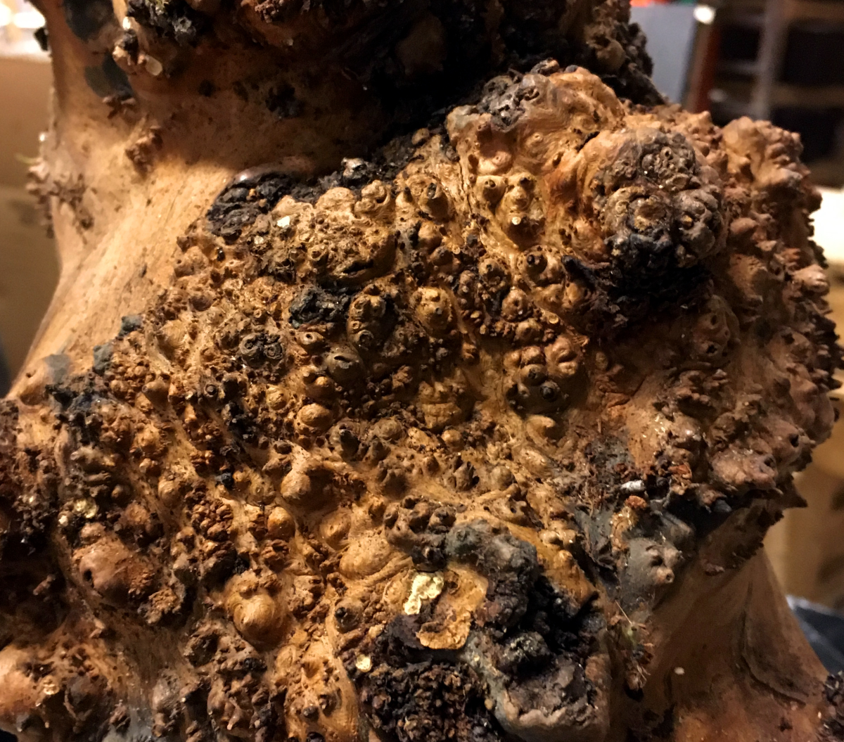 apple wood