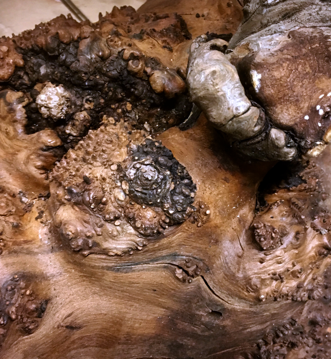apple wood