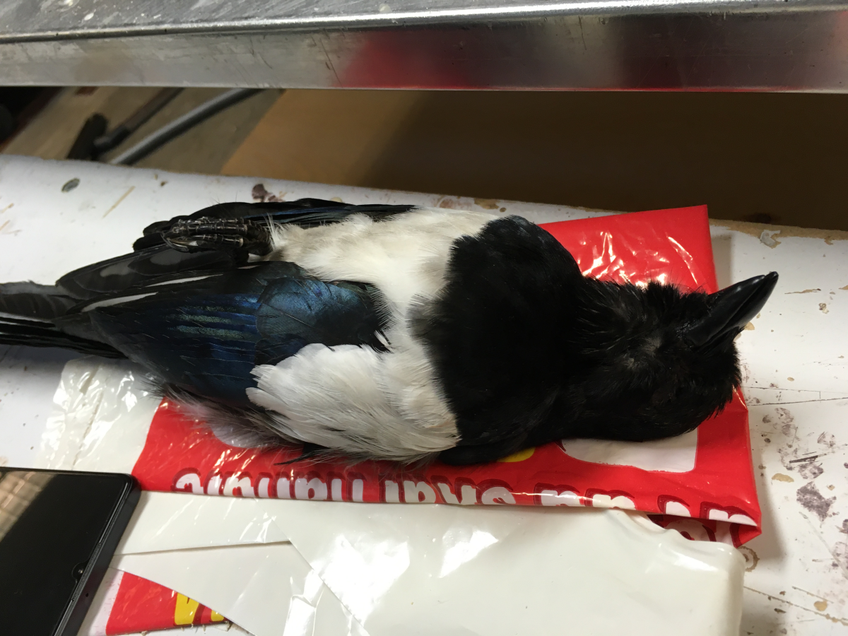 regine stuffed a magpie