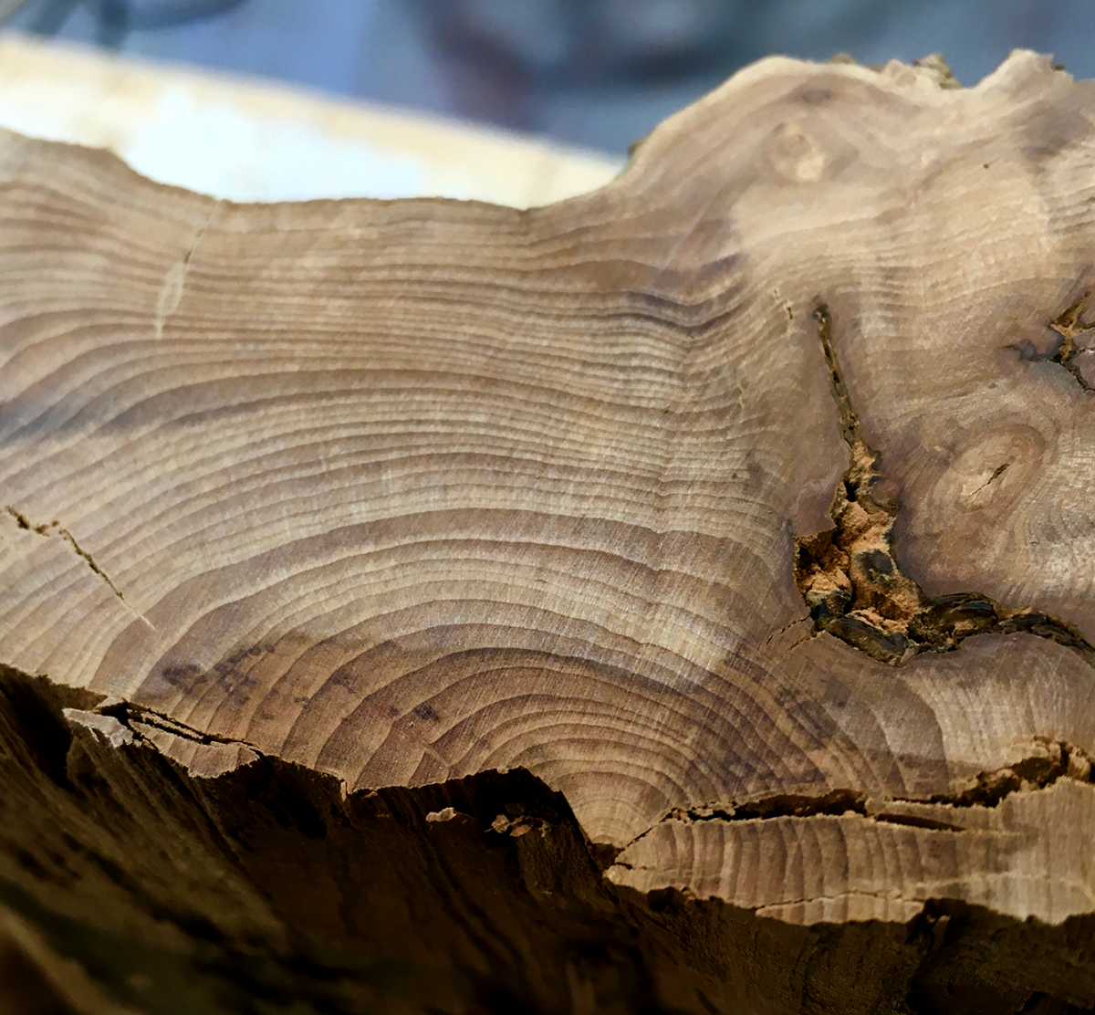 apple wood
