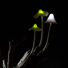 illuminated mushrooms