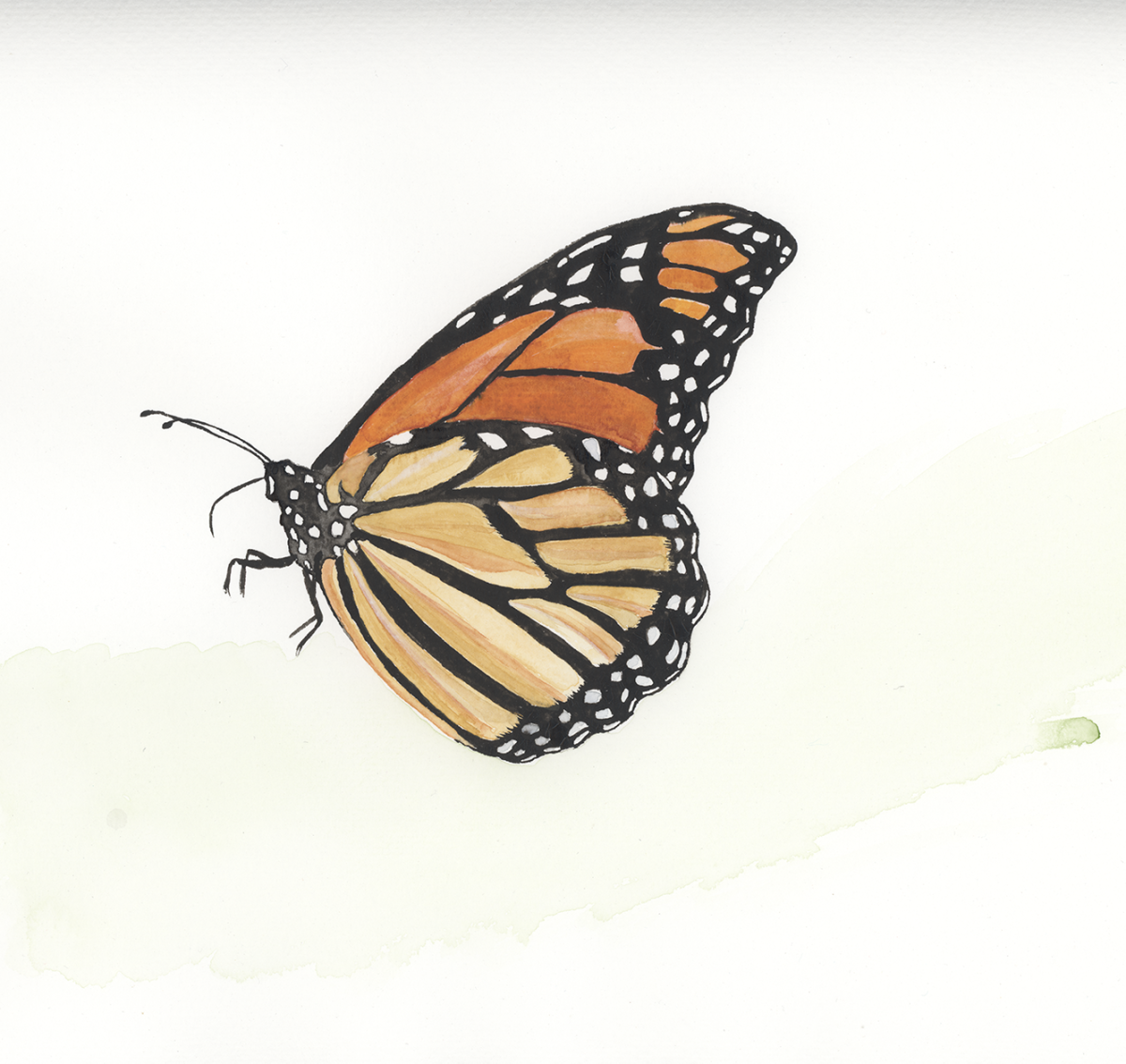 monarch