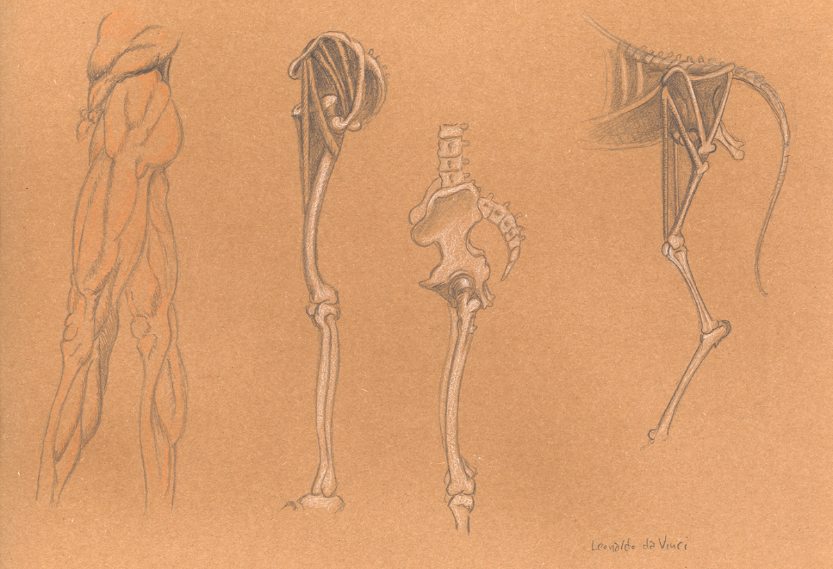 da vinci study