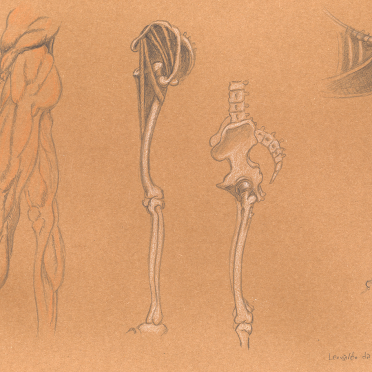 da vinci study