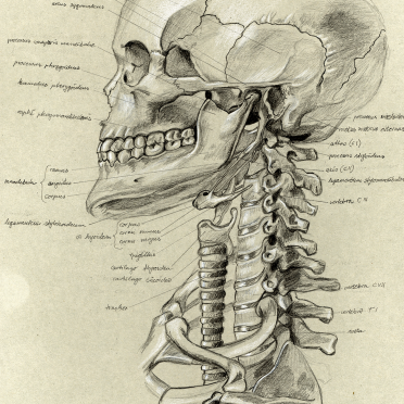anatomy