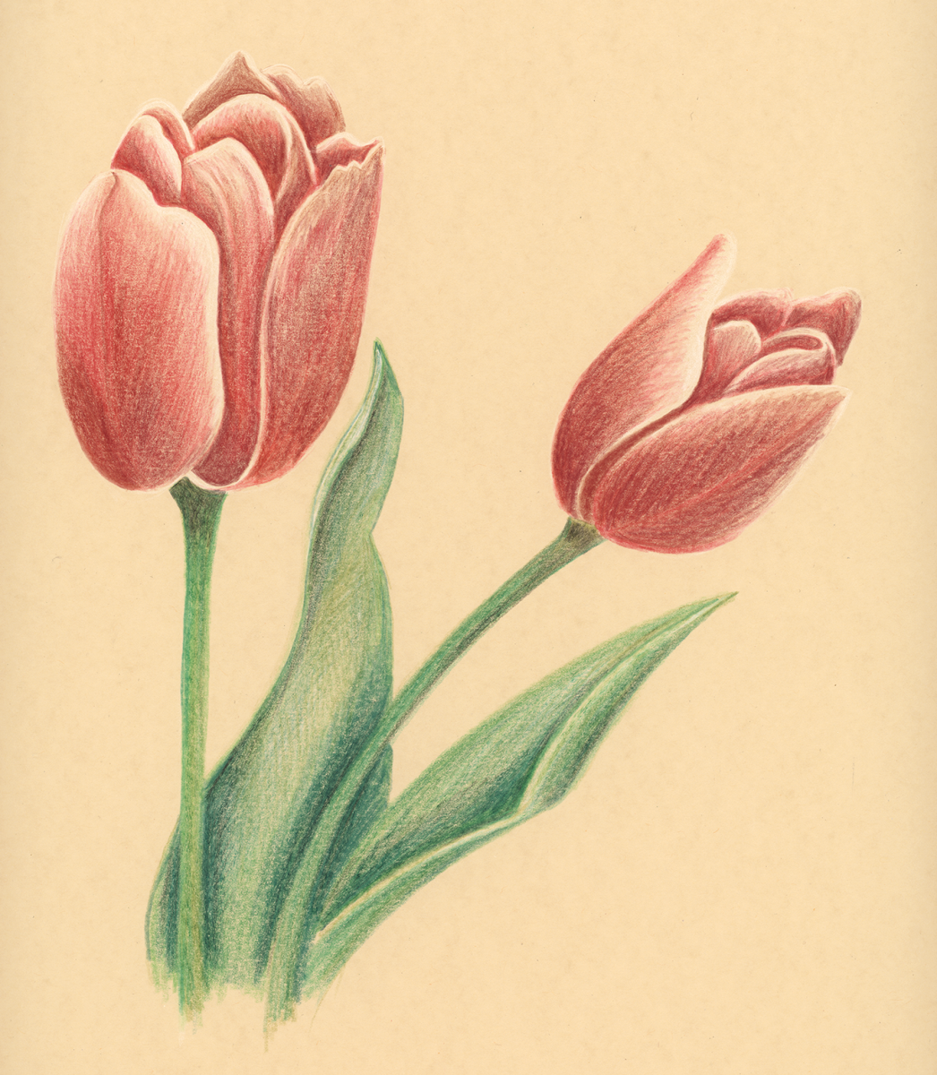 tulips