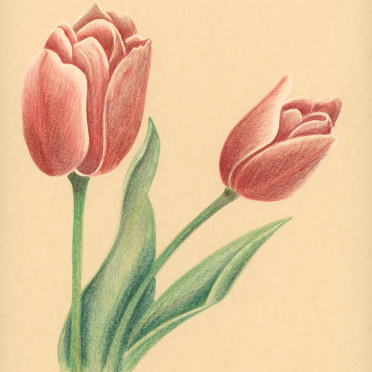 tulips