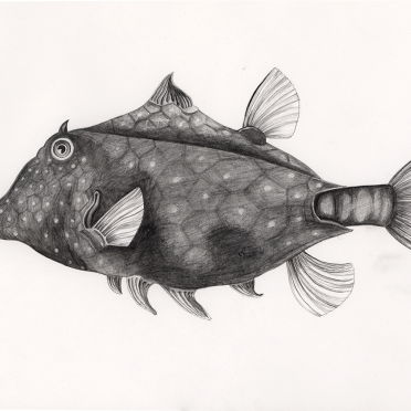 box-fish, haeckel
