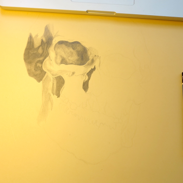 skull 