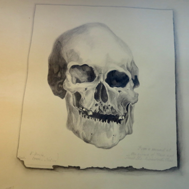 skull