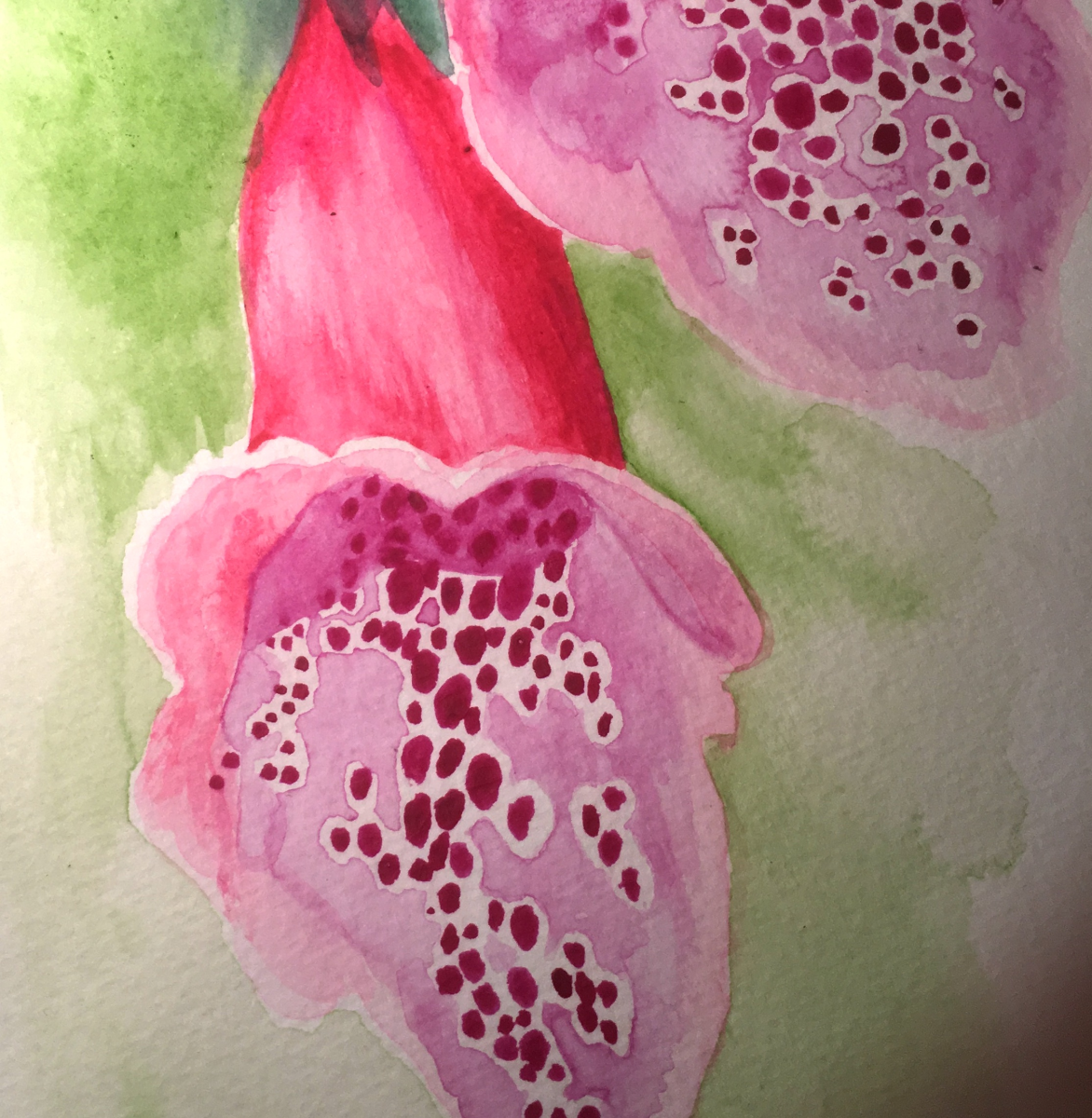 foxglove
