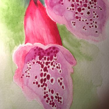 foxglove