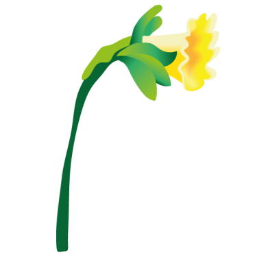 narcissus