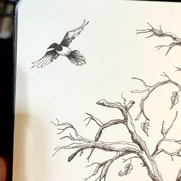 magpie