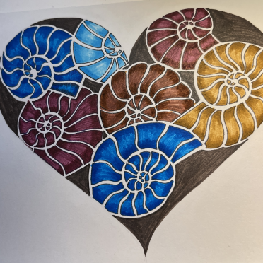 ammonites 
