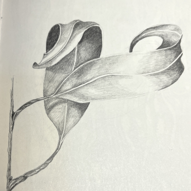 eucalyptus