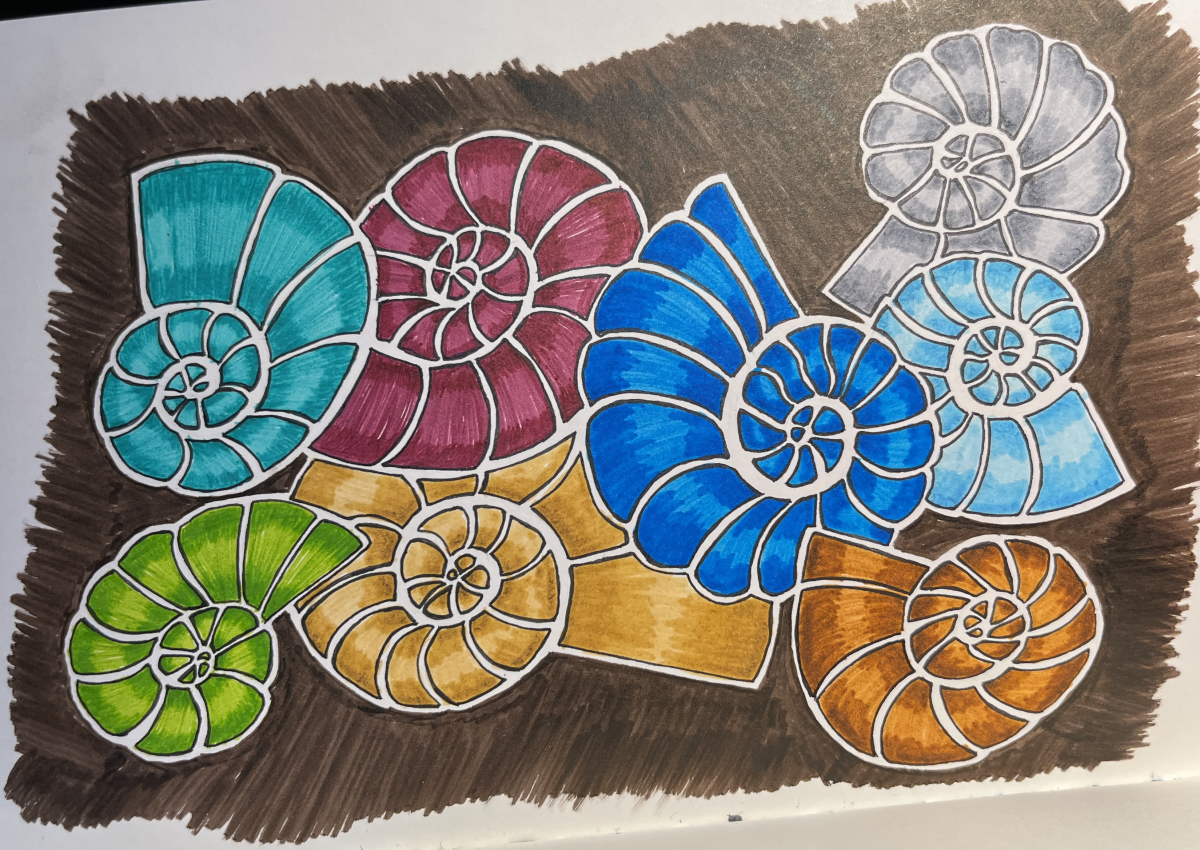 ammonites