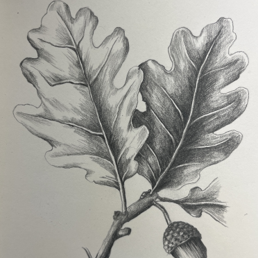 oak