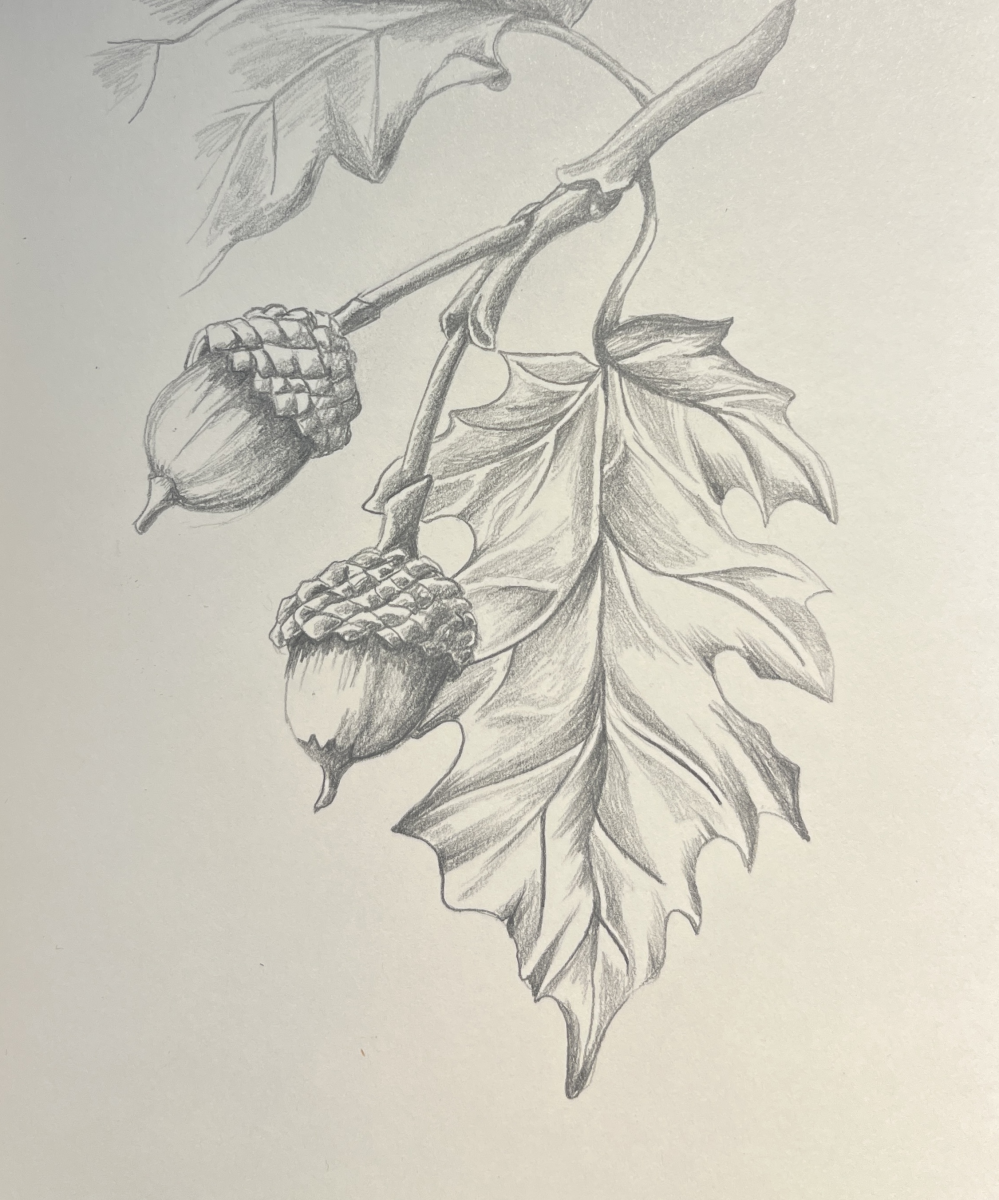 acorns
