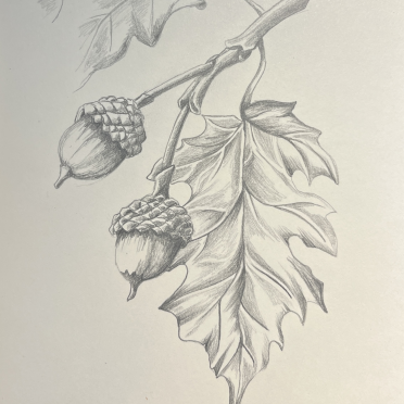 acorns