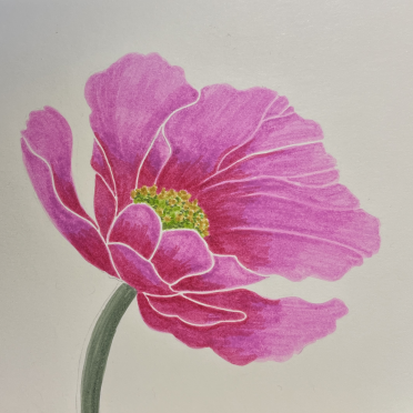 poppy