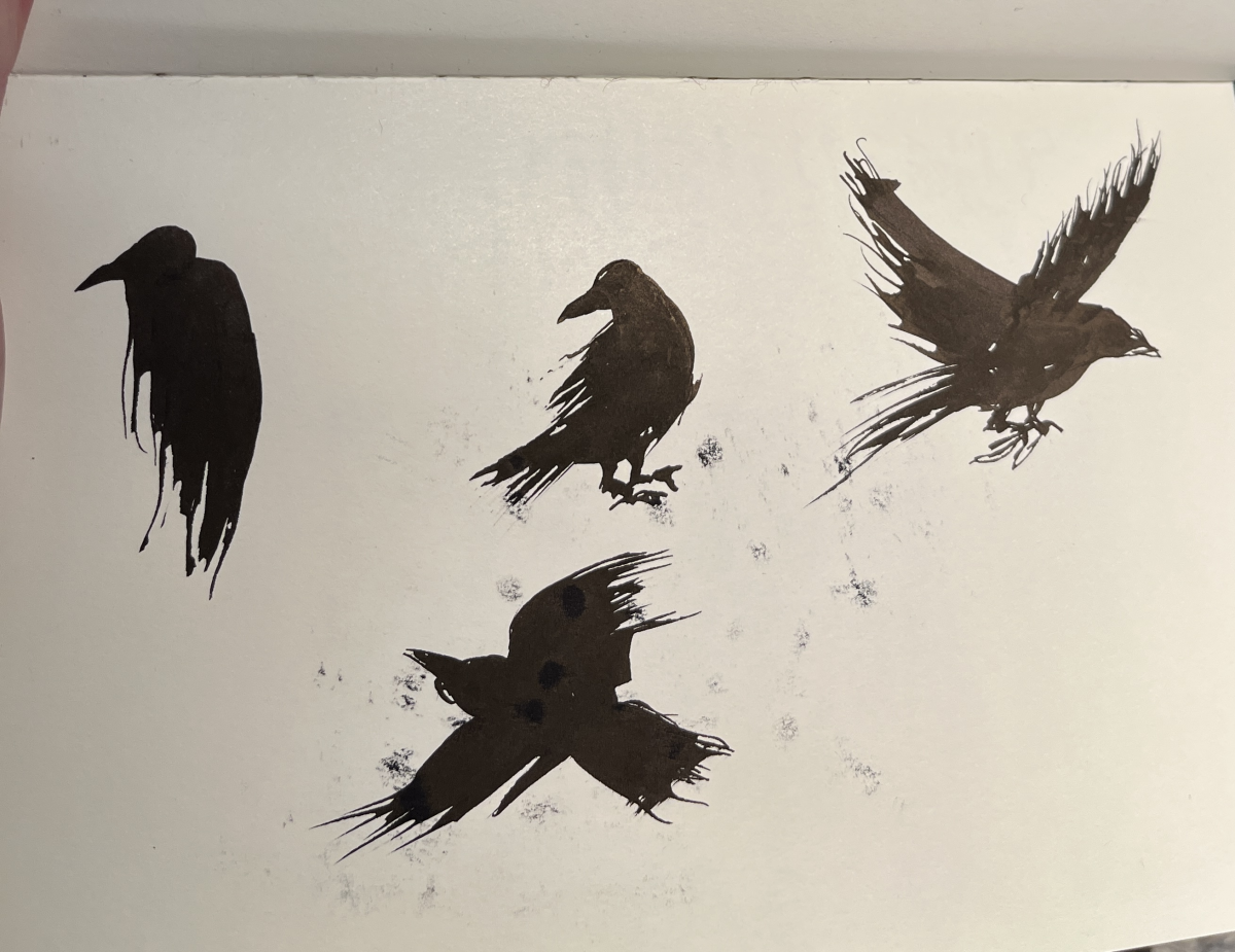 corvids