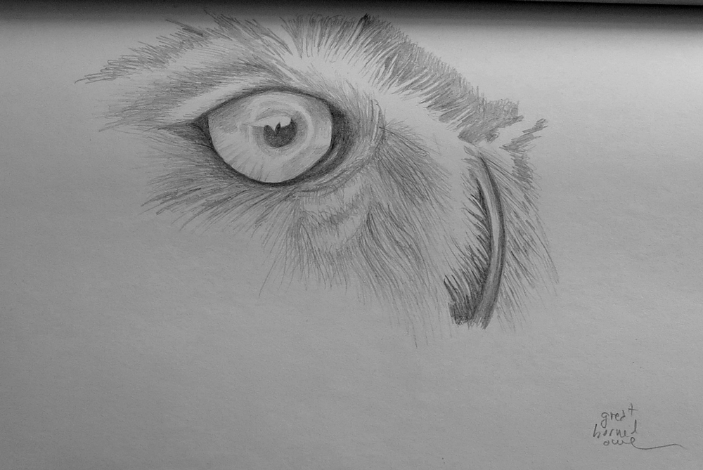 great horned owl