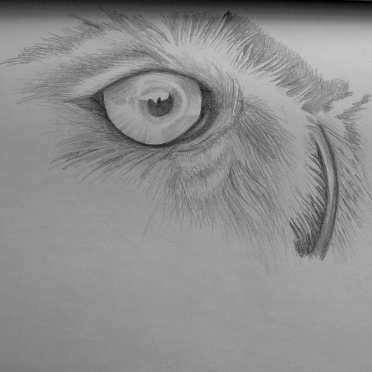 great horned owl