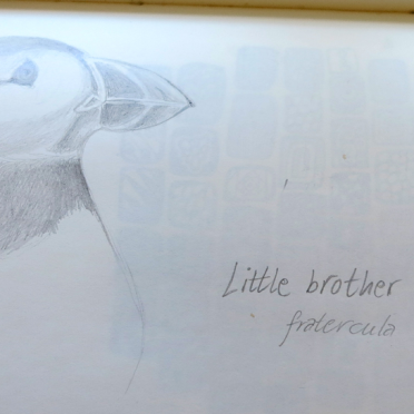 puffin
