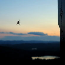 spider in the sunset