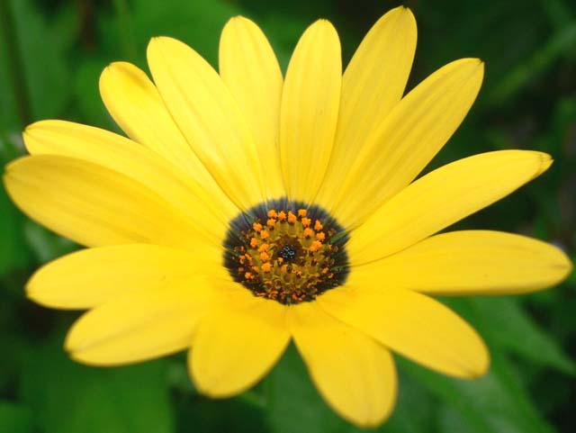 yellow african daisy