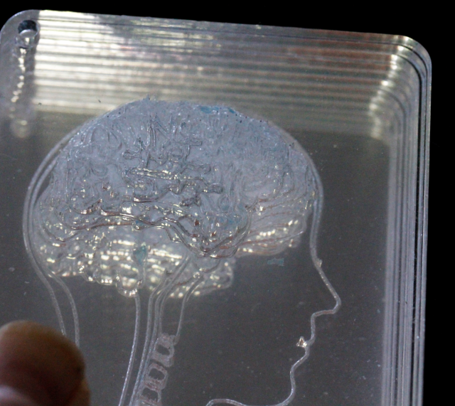 brain in acrylic slices